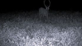 Bilecik'te Yaban Hayatının Gizemli Dünyası