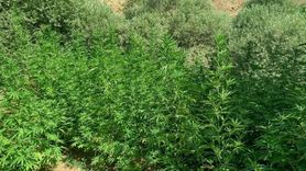 Bingöl'de Hint Keneviri Operasyonu