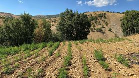 Bingöl'de Uyuşturucu Operasyonu: Binlerce Kök Kenevir ve Skunk Bitkisi Ele Geçirildi