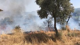 Bodrum'daki Zeytinlik Yangını Kontrol Altına Alındı