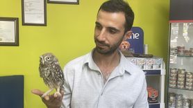 Bolu'da Baykuş Yavrusunun Kurtuluşu: Koruma Altına Alındı