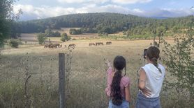 Bolu Dağı'nda Yılkı Atları ve Tayları Görüntülendi