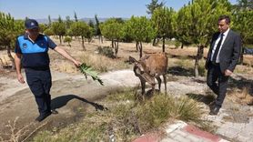 Burdur'da Geyikler Salda Gölü'ne İndi