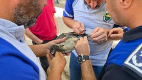 Bursa'da İtfaiye Kargayı Kurtardı
