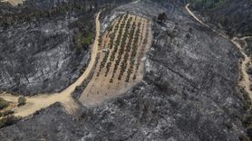 Çanakkale'de Yangın Teğet Geçti: Zeytinlik Korundu