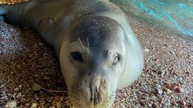 Datça'da Fok için Güvenlik Şeridi Oluşturuldu