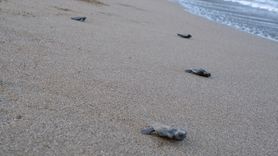 Deniz Kaplumbağaları Koruma Çalışmaları Başarıyla Devam Ediyor