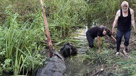 Düzce'de Bataklığa Saplanan İnek Kurtarıldı