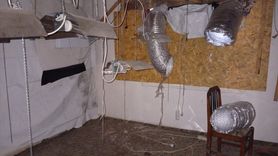 Düzce'de Kenevir Yetiştiriciliği ile Gözaltı