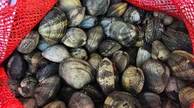 Edirne'de Kaçak Kum Midyesi Operasyonu