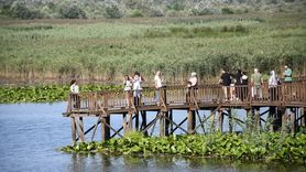 Efteni Gölü Kuş Cenneti Doğa Tutkunlarını Ağırladı