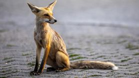 Erciş'teki Polis Lokalinde Tilki Misafiri