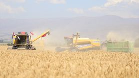 Erzurum'da Susuz Tarım ile Alturna Buğdayı Hasadı Başladı