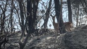 Gelibolu Yangınında Kaçan Karaca Görüntülendi