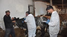 Gümüşhane'de Şap Hastalığıyla Mücadele Devam Ediyor