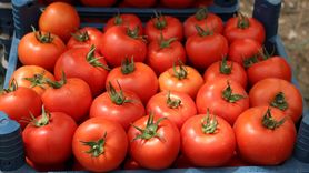 Isparta'da Serada Domates Hasadı Başladı