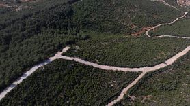 İzmir'deki Orman Yangınından Sonra Yeniden Yeşeren Doğa