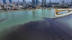 İzmir Körfezi'nde Balık Ölümleri Tekrar Başladı