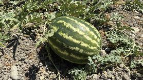 Karabük'te Karpuz Hasadı Etkinliği Düzenlendi