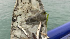 Karadeniz'de Balık Türlerinde Mikroplastik Araştırması