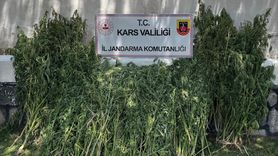 Kars'ta Büyük Kenevir Operasyonu