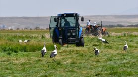 Kars'ta Leyleklerin Hasat Zamanı