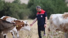 Kars'ta Şap Hastalığı Mücadelesi