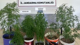 Kayseri'de Kenevir Yetiştiren Şüpheli Gözaltında