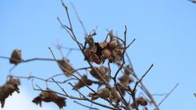 Kuraklık Fındık Üreticilerini Tehdit Ediyor