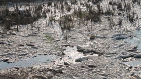 Manyas Gölü'nde Balık Ölümleri Üzerine İnceleme Başlatıldı