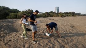 Mersin'deki Kaplumbağa Yavruları Denizle Buluşuyor