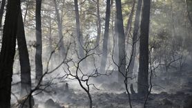 Muğla'daki Orman Yangını Kontrol Altına Alındı