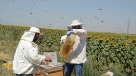 Muş Alparslan Üniversitesi'nde Bal Hasat Sezonu Açıldı