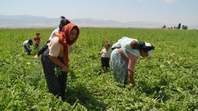 Muş Ovası'nda Kadın Tarım İşçilerinin Zorlu Karpuz Hasadı