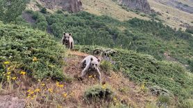 Nemrut Kalderası'nda Bozayı Tehlikesi: Ziyaretçilere Uyarı