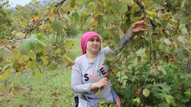 Ordu'da Fındık Hasadı Başladı