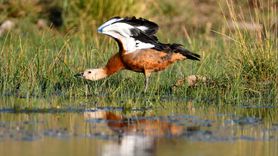 Sarıkamış'taki Yaban Hayvanları Doğada Gözüken Renkler