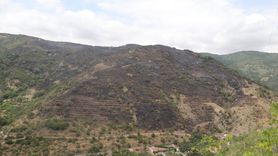 Şarköy'deki Orman Yangını Kontrol Altına Alındı