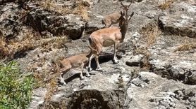 Siirt'te Dağ Keçileri Fark Edildi