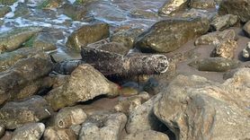 Şile Sahilinde Mühimmat Şüphesi: Ekipler İmha Etti