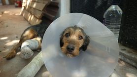 Sındırgı'daki Depremde Yaralanan Köpek Tedavi Edildi