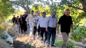 Sinop'ta Coğrafi İşaretli Gazidere Domatesinin Hasadı Başladı