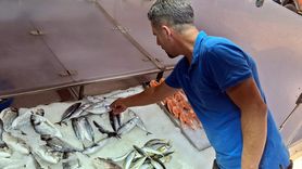 Sinop'ta Palamut Fiyatları Yükseldi