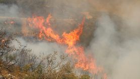 Suriye'de Orman Yangınları Alarm Verdi