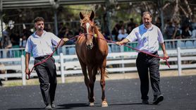 TİGEM'in E-Satışında 51 Tayın Geliri 27.75 Milyon Lira