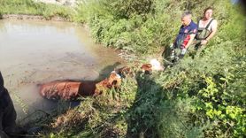 Tokat'ta İtfaiye Ekipleri Gölete Düşen 3 İneği Kurtardı
