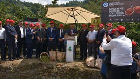 Trabzon'da Fındık Hasat Şenliği Coşkusu