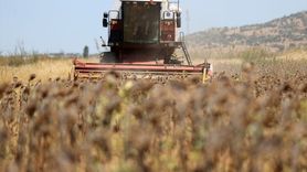 Trakya'da Erken Ayçiçeği Hasadı Sorunları