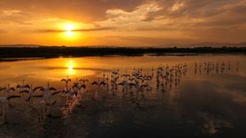 Van Gölü'nde Flamingoların Büyüleyici Görüntüleri