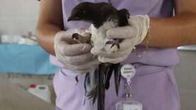 Yaralı Ak Karınlı Ebabil Kızılırmak Deltası'nda Tedavi Ediliyor